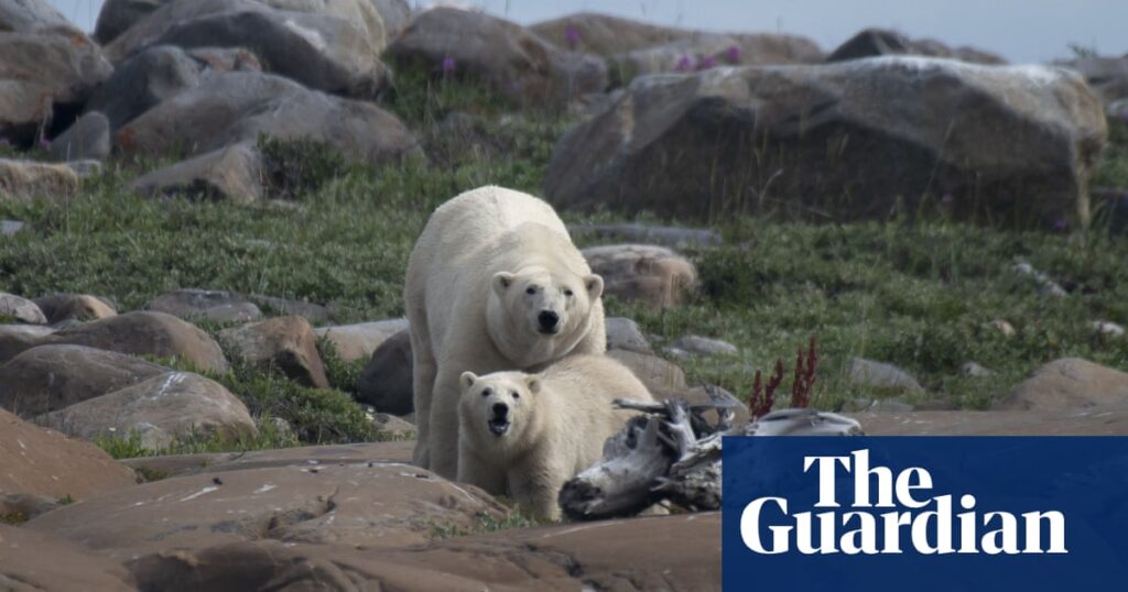 Collision course: polar bears forced into humans' path by climate crisis