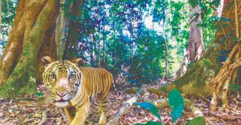 Malayan tiger in danger of extinction