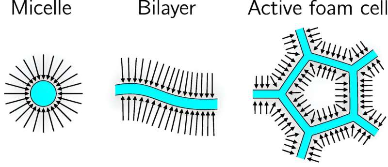 Physicists have developed a new model that describes how filaments come together in active foams