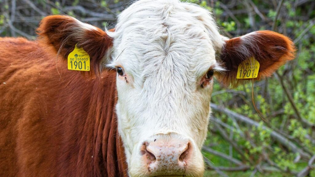 What Part Of The Cow Is Hamburger Meat