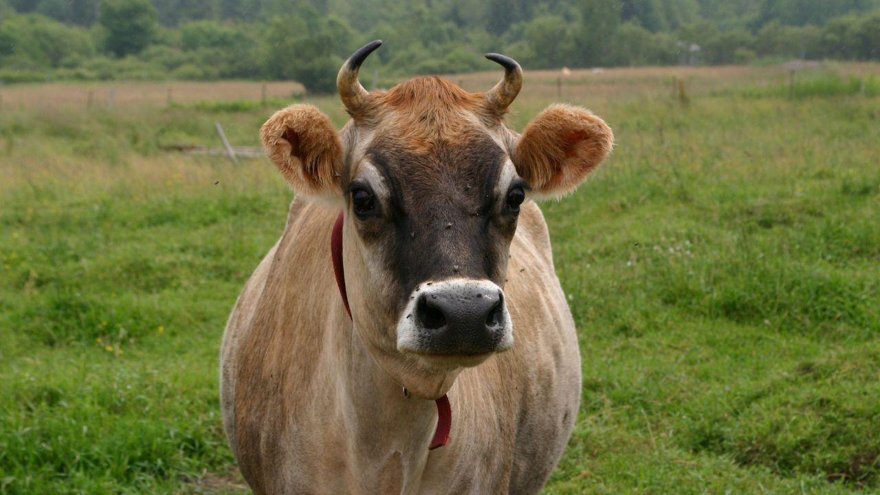 Are Jersey Cows Good For Meat