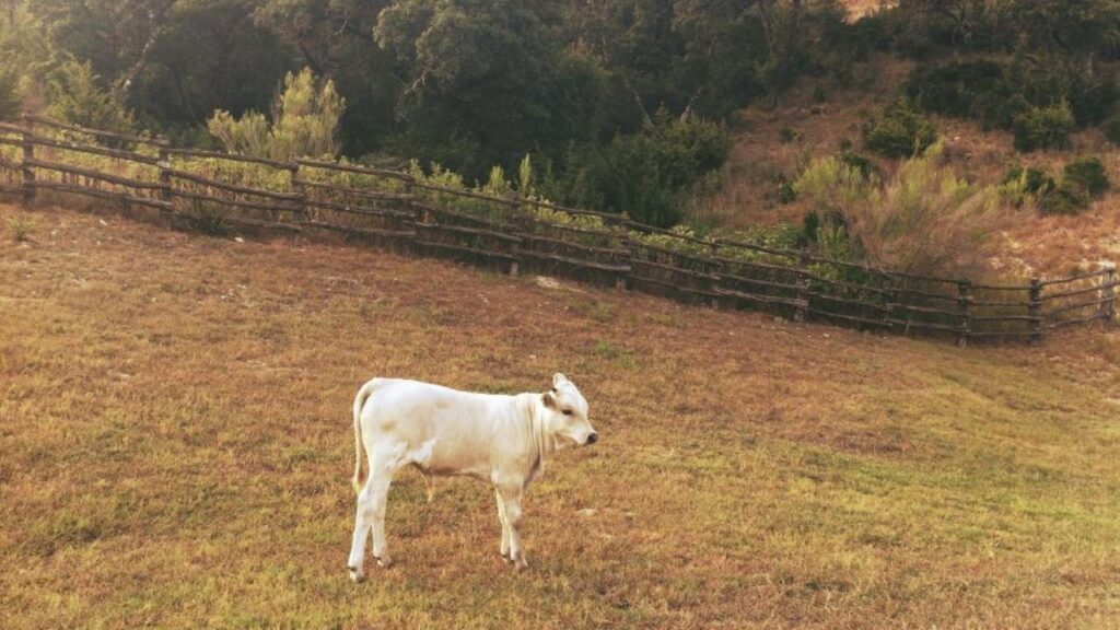 Do Cows Have Split Hooves