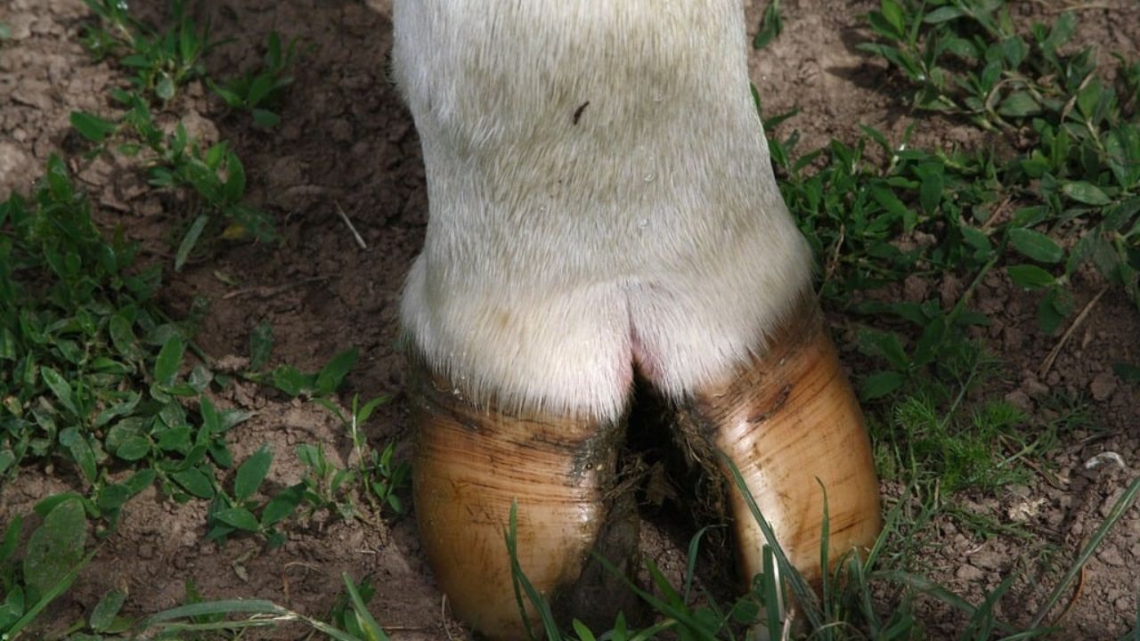 Do Cows Have Split Hooves