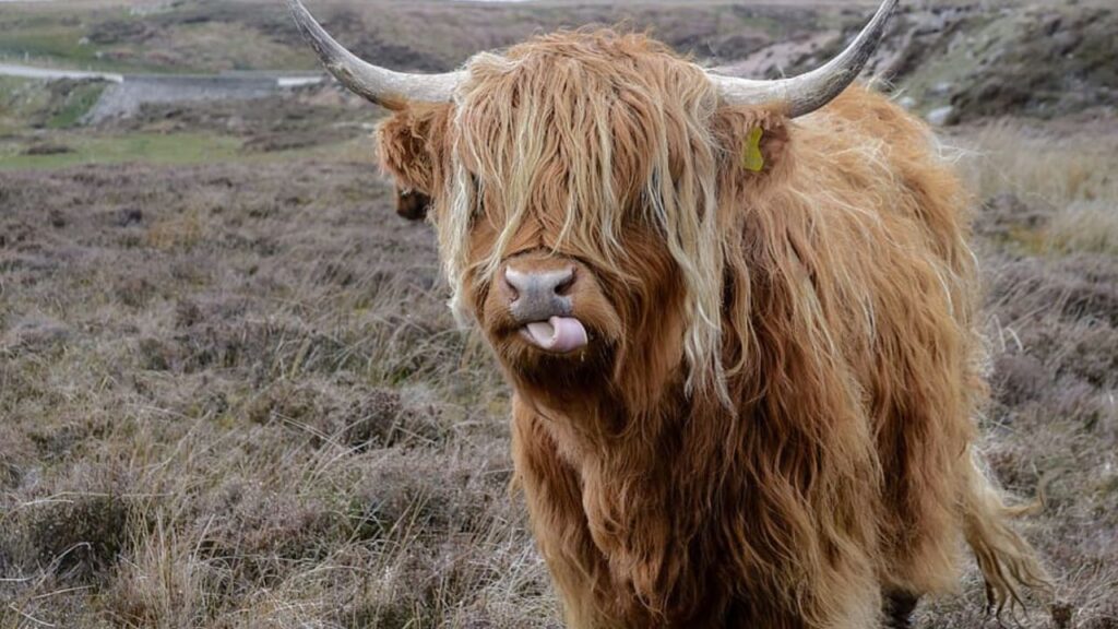 Do Highland Cows Produce Milk