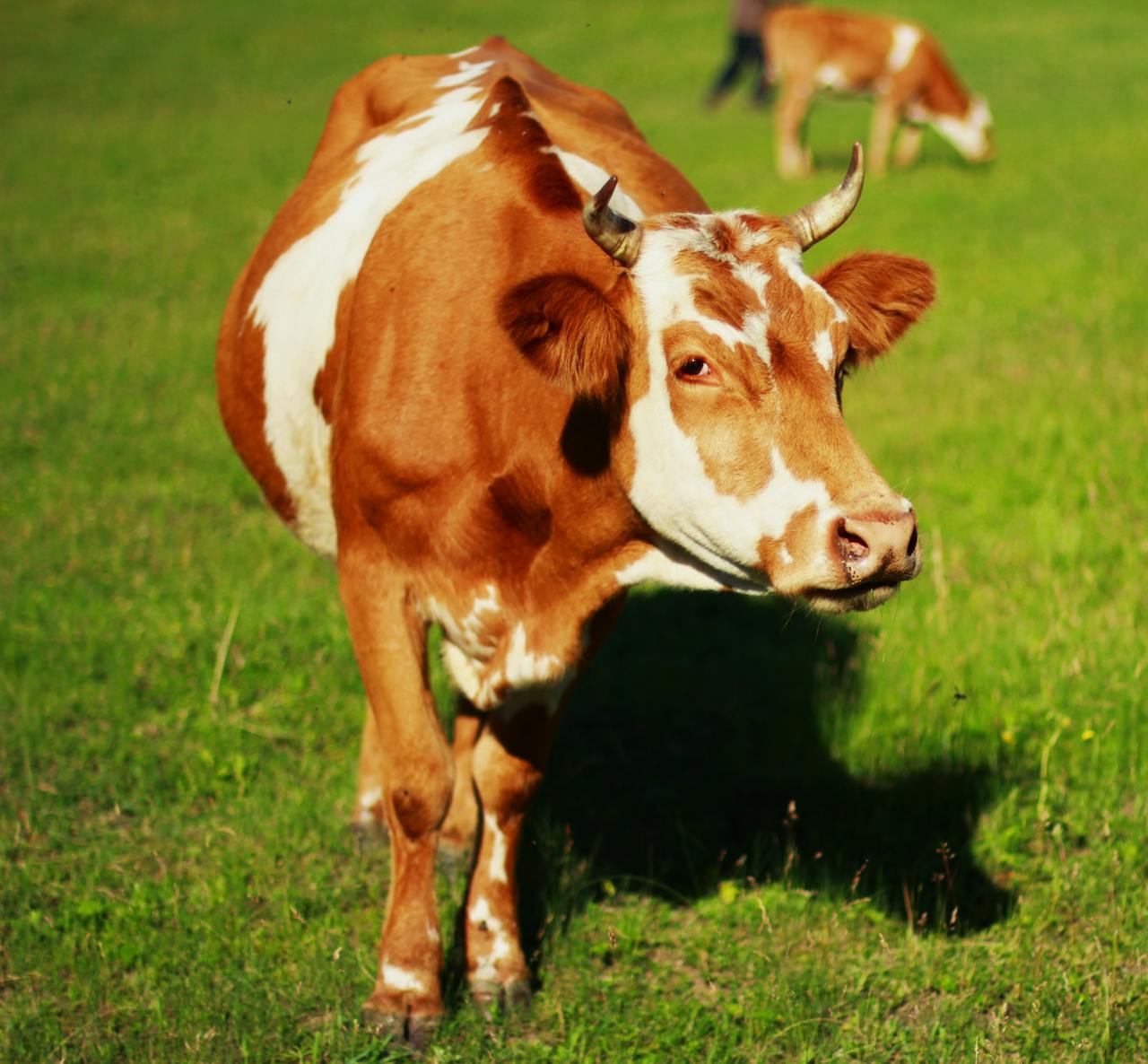 Dairy Cows